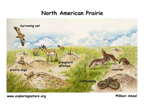 Prairie Grassland Biome Animals