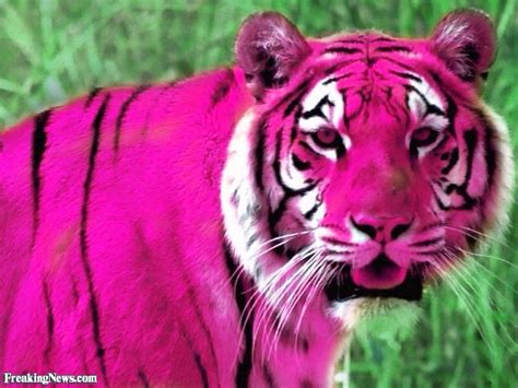 Pink Tiger Pink Animals Rare Animals Tiger Pictures Pink Day Black