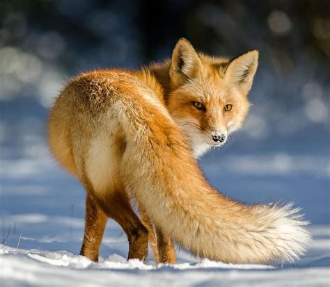 beautiful-wildlife | Renard animal de compagnie, Renard roux, Images de