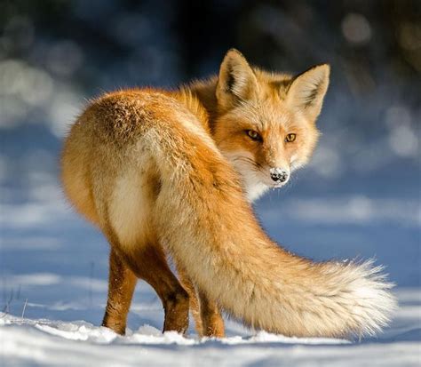 The Beauty Of Wildlife Pet Fox Fox Fox Pictures