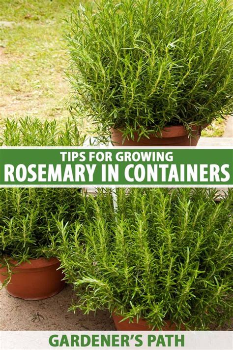 How To Grow Rosemary In Pots And Containers Gardeners Path