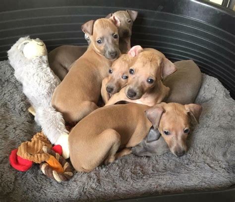Kc Registered Italian Greyhound Puppies For Sale In Wareham Dorset