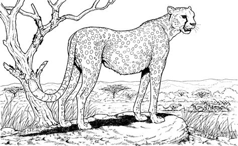 Cool Cheetah Coloring Pages For S Ideas