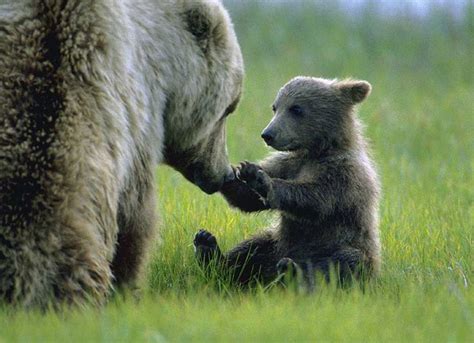 Baby Grizzly Animals Beautiful Baby Animals Bear Cubs