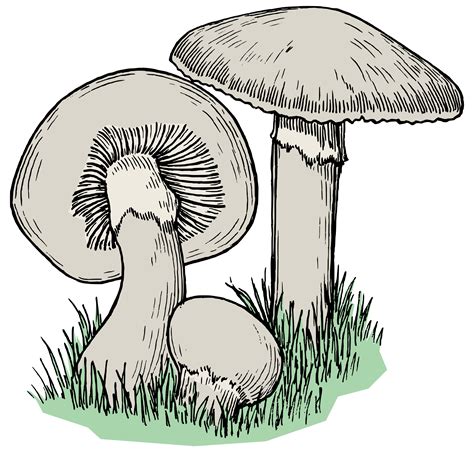 Mushroom clipart mushroom tree, Mushroom mushroom tree Transparent FREE for download on ...
