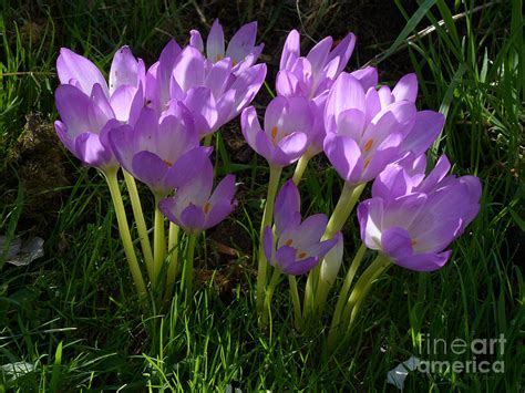 Autumn Crocus Naked Ladies Photograph By Phil Banks