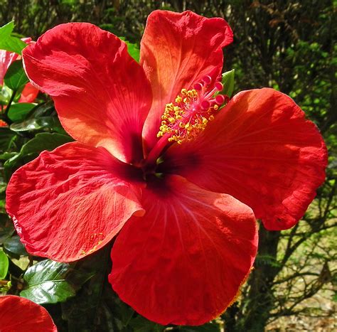 Filehibiscus Rosa Sinensis Kyoto Red Flower Wikimedia Commons