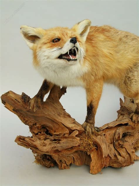 Antiques Atlas Excellent Quality Taxidermy Red Fox Vulpes Vulpes