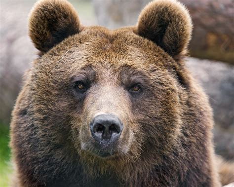 Brown Bear Portrait Ii Brown Bear Bear Face Bear Species