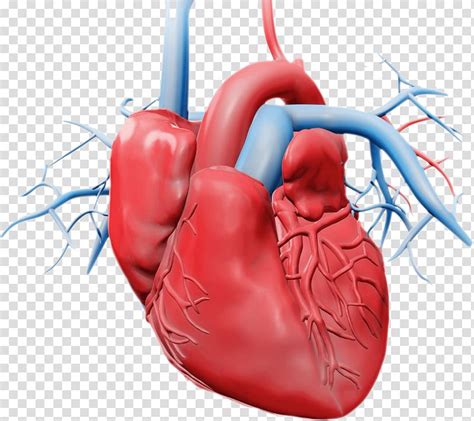 Free Download Heart Circulatory System Heart Amour Transparent