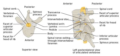 What Is The Difference Between Typical And Atypical Vertebrae Pediaacom