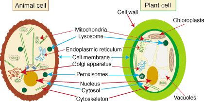 Smooth endoplasmic reticulum, mitochondria, golgi bodies, lysosomes. Animal and Plant cells resource page - Squaire Scoop