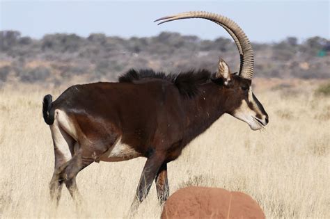 Sable Hippotragus Niger Male Animals Mammals Creatures