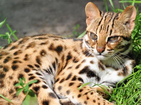 Asian Leopard Cat Leopard Cat Small Wild Cats