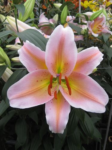 Buy Lily Bulbs Salmon Party Oriental Pot Lily Gold Medal Winning