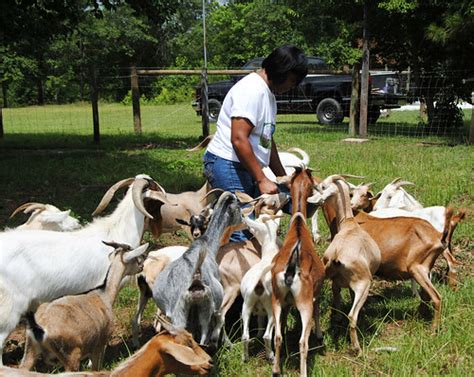 New Georgia Goat Farmer Finds Help Through Usda Usda