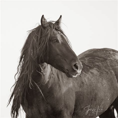 Horse Pictures Photo Art Prints Of Horses Photos By Jess Lee