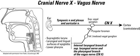 Primary And Referred Otalgia Pathways Of The Vagus Nerve X Cranial