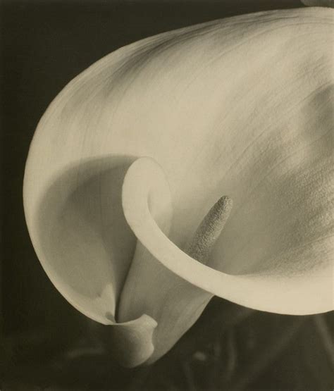 Imogen Cunningham Calla 1929 Fall Pictures Plant Pictures Taking