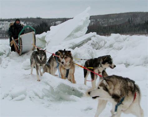 Bush Alaska Expeditions Dog Sled Tours