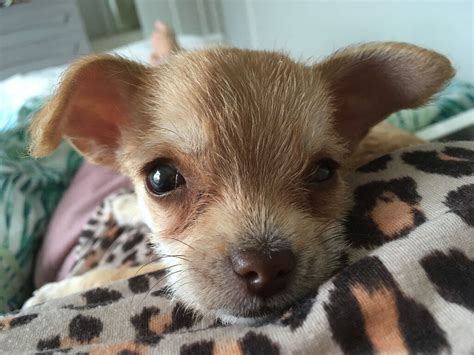 Gorgeous Chihuahua X Bichon Frise Girl Puppy Fully Vaccinatedmc