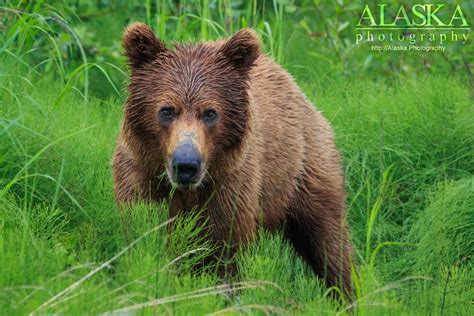 Brown Bear Of Alaska Alaskaguide