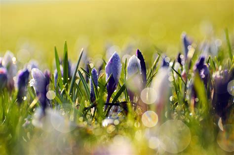 Spring Flowers Free Stock Photo - Public Domain Pictures
