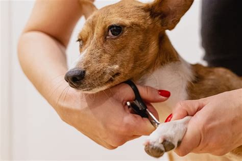 El Truco Para Cortar Las Uñas A Un Perro Aon Seguro Para Perros Y Gatos