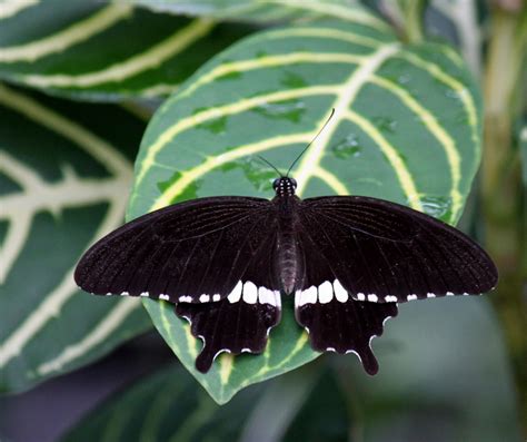 Black And White Butterfly Free Stock Photo Public Domain Pictures