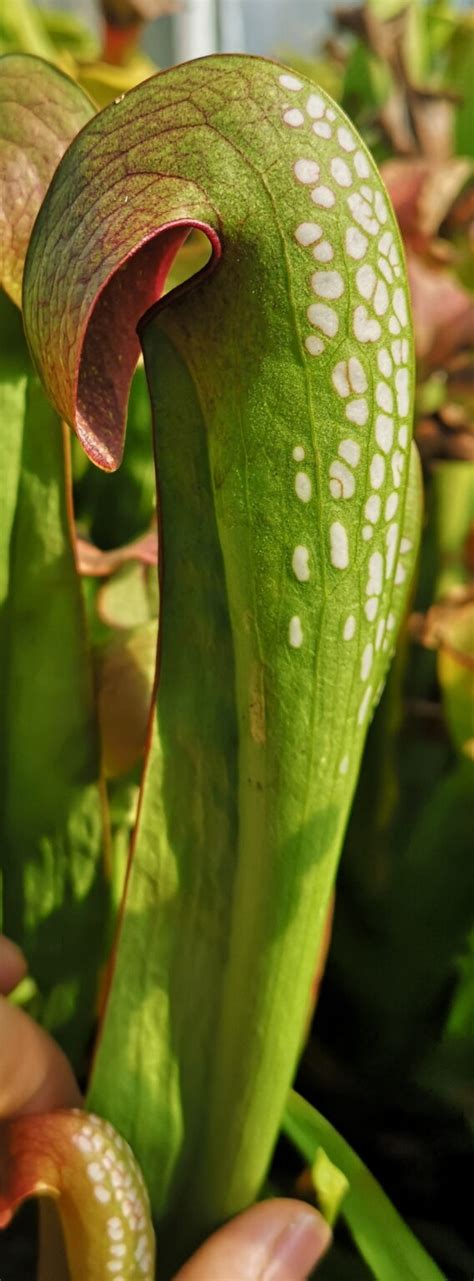 Sarracenia Minor Var Okefenokeensis Okefenokee North Ga S6l