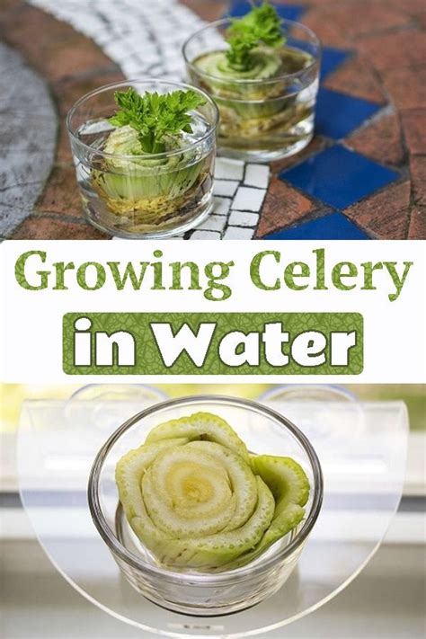 How To Grow Celery In Water Year Round Growing Celery Celery Plant