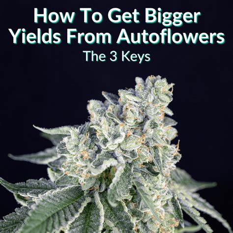 How To Get Bigger Yields From Autoflowers The 3 Keys