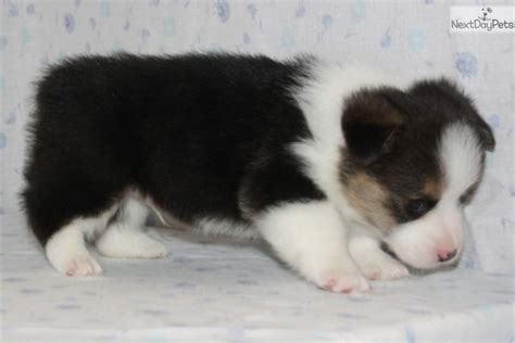 We provide several guarantees included with the purchase of each puppy from puppies today. Awesome Conner: Welsh Corgi, Pembroke puppy for sale near Lexington, Kentucky. | 006f7a6a-1151