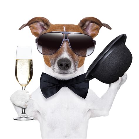 Wallpaper Bow Tie Jack Russell Terrier Dog Hat Glasses Bowknot