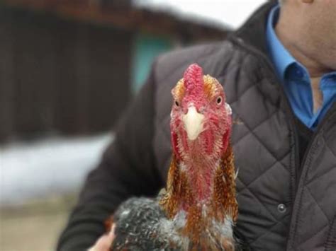 Bursal Bir Vatanda Brezilya Dan Alt N Yumurtlayan Tavuk Getirdi