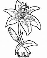 Coloring Lily Flower Flowers Sheet sketch template