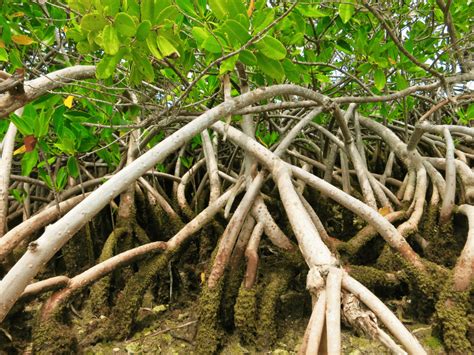 manfaat hutan bakau bagi masyarakat pesisir adalah