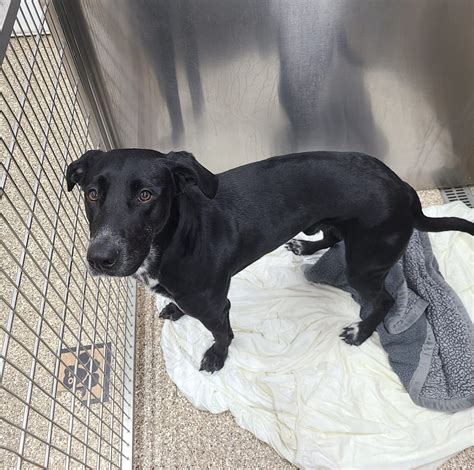 Dog For Adoption Diesel A Black Labrador Retriever In Derwood Md