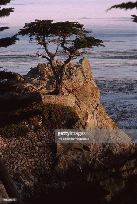 The Lone Cypress Tree At The Cypress Point Golf Course The Midway