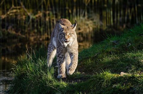 Page 4 Bobcat 1080p 2k 4k 5k Hd Wallpapers Free Download