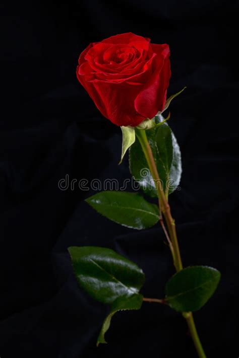 Red Rose Flower In Black Background In Pakistan Stock Photo Image Of