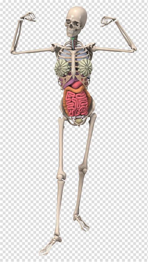 The Skeletal System Anatomy Human Skeleton Bone Skeleton Transparent