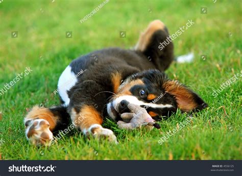 Portrait Of Puppy Bernese Mountain Dog Playing On Grass Stock Photo