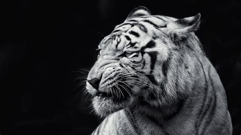2560x1440 Tiger Face Eyes 1440p Resolution Wallpaper Hd Animals 4k