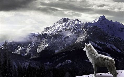 Customize and personalise your desktop, mobile phone and tablet with these free wallpapers! Wolf Phone Wallpapers 1920x1080 - Wolf-Wallpapers.Pro