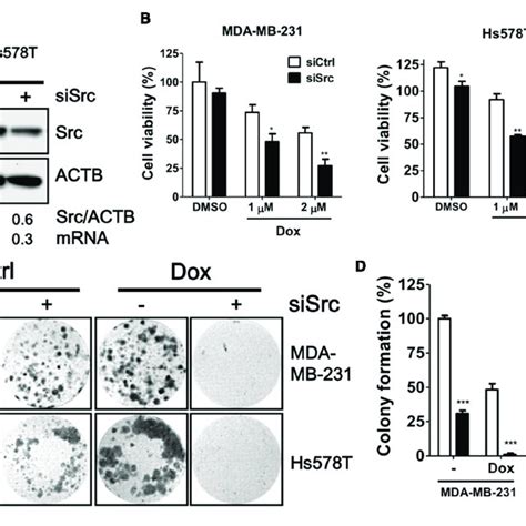 Effects Of Sirna Against Src In Doxorubicin Treated Tnbc Cells A