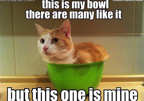 Watch The Unique Funny Cat Memes Appropriate Hilarious Pets Pictures