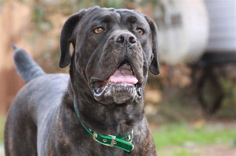 The cane corso association of america the cane corso association of america (ccaa) is the official american kennel club (akc) parent breed club for the cane corso in the united states of america. Cane Corso Breed Guide - Learn about the Cane Corso.
