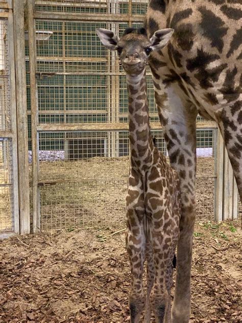 Three Is A Magic Number Columbus Zoo Welcomes Another Baby Giraffe