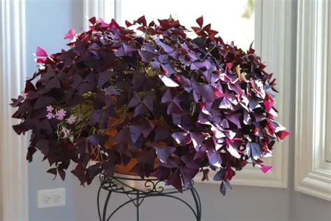 Oxalis Plant Care And Growing Guide